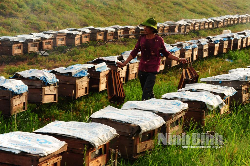 Mùa ong lấy mật