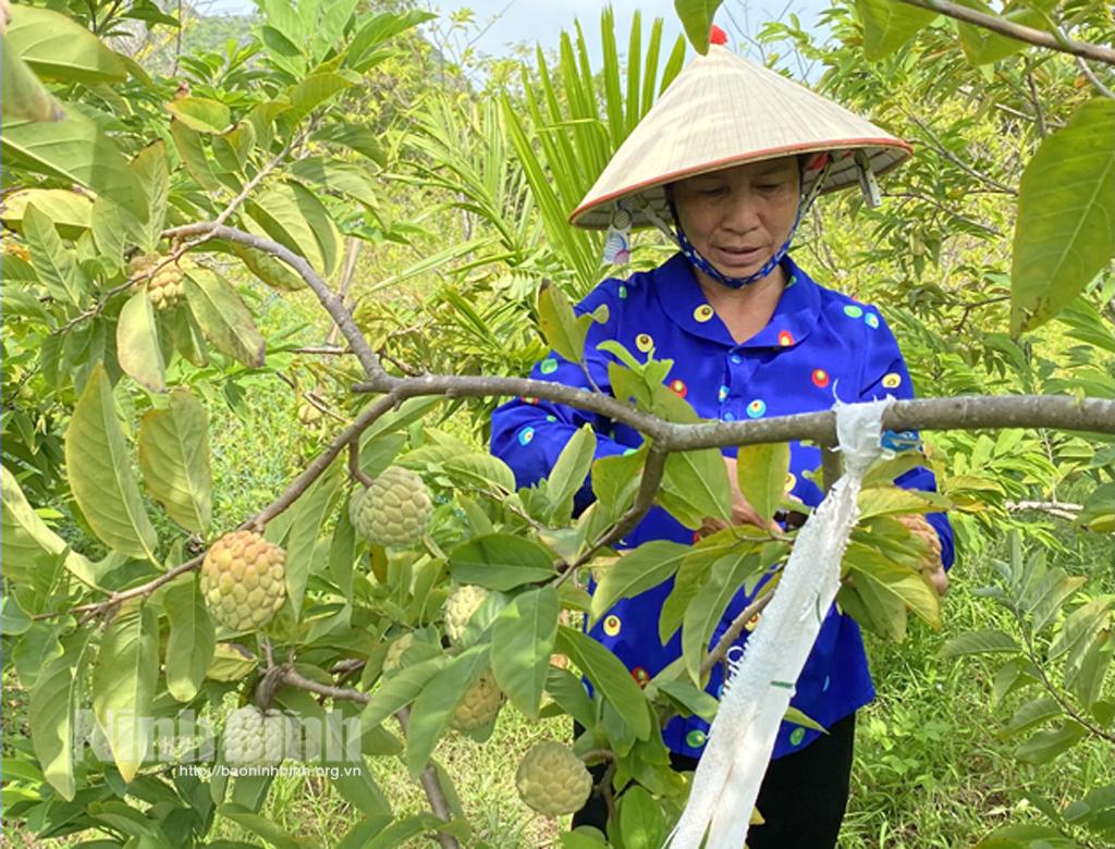 Ngọt thơm na Nhân Phẩm