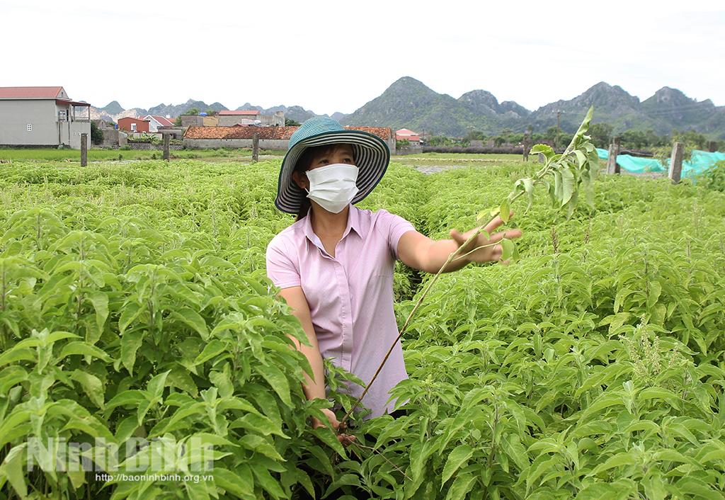 Làm giàu từ chưng cất tinh dầu
