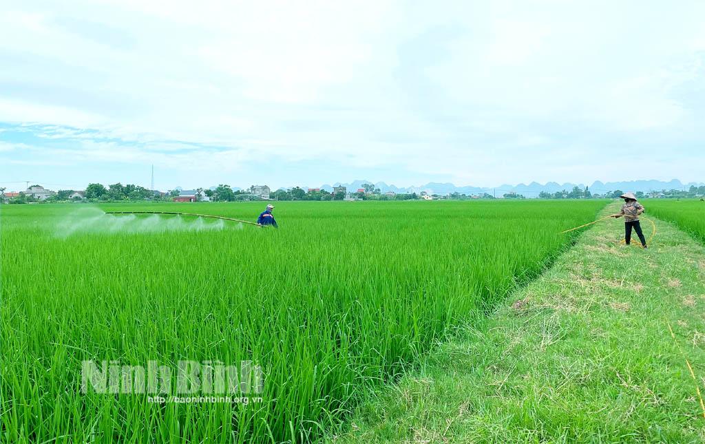 Tăng cường bảo vệ lúa mùa