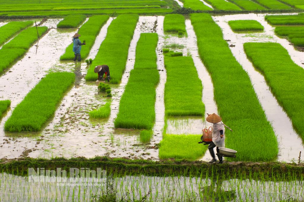 Nông dân vào vụ sản xuất mới