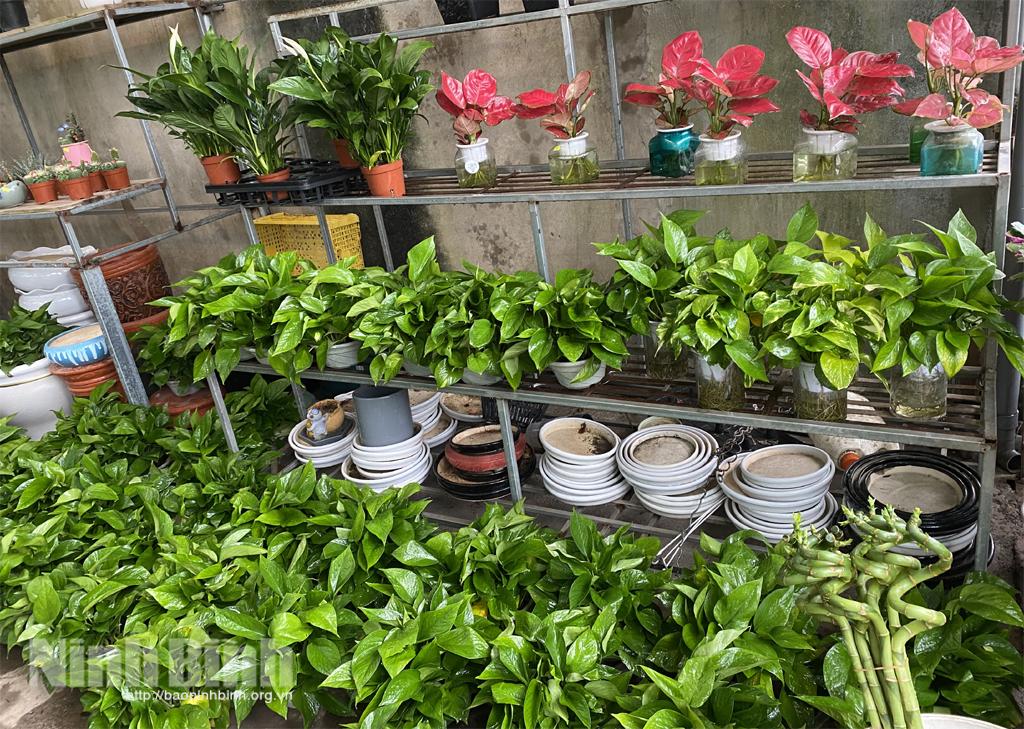 Cây cảnh trang trí dịp cuối năm