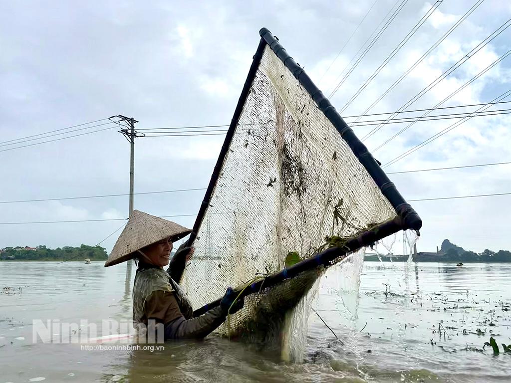 Lặn lội "thân cò" diu ốc trên sông