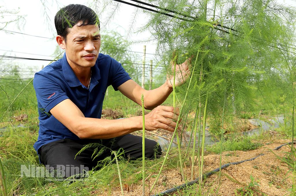 Anh nông dân trồng "rau vua"