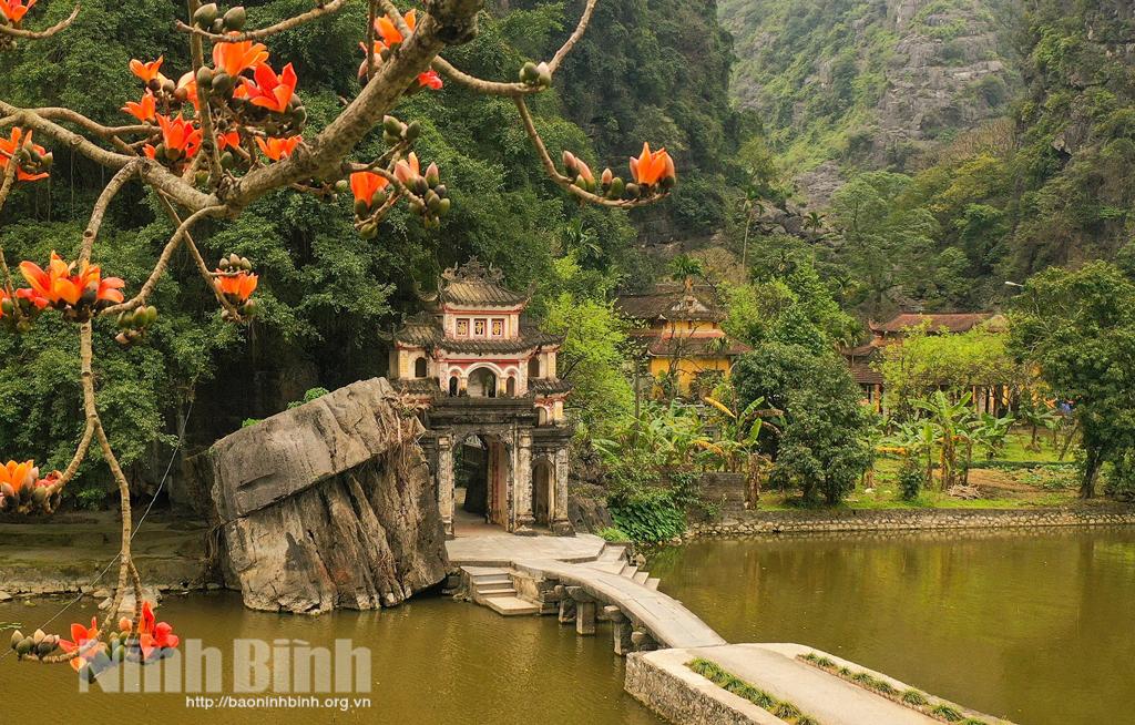 Hoa gạo tháng Ba