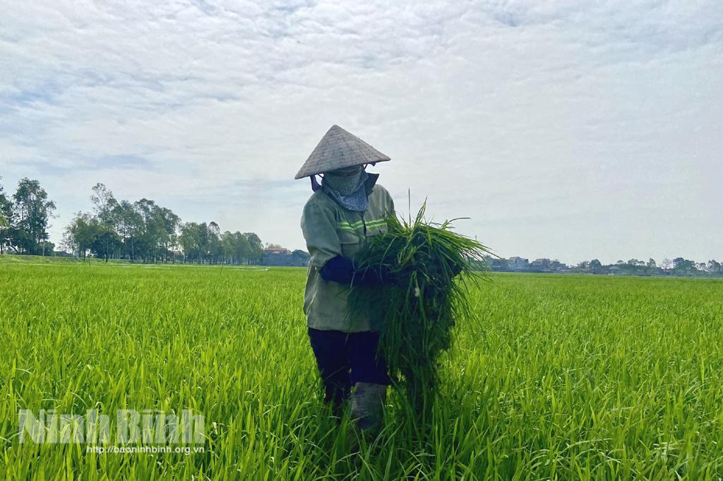 Nông dân vất vả loại bỏ "lúa ma"