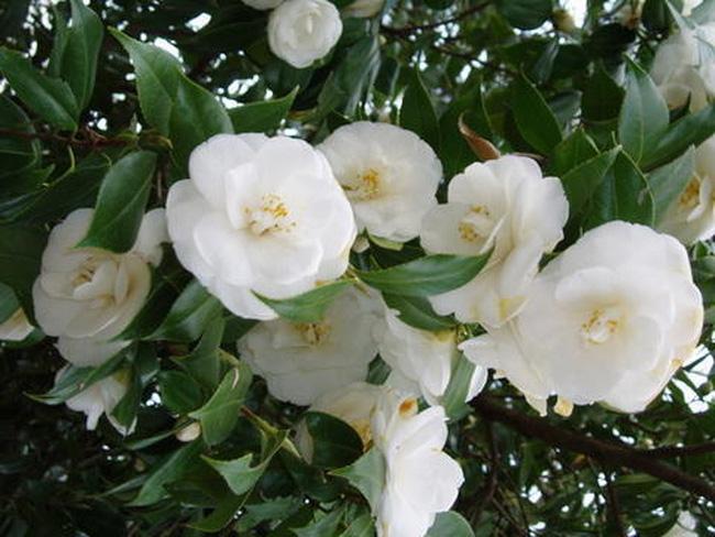 Vỡ mộng bạch hải đường