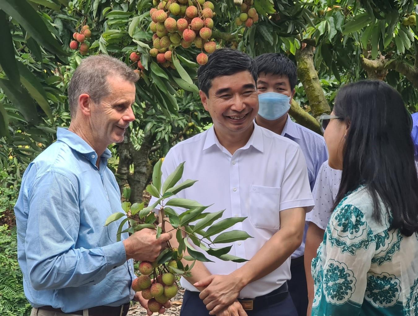 Quả vải thiều Hải Dương vươn xa