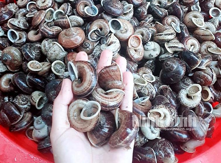 Vào mùa "săn" ốc núi