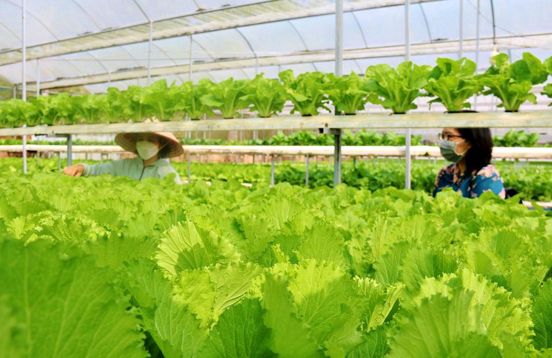 Xây dựng nông thôn mới thông minh