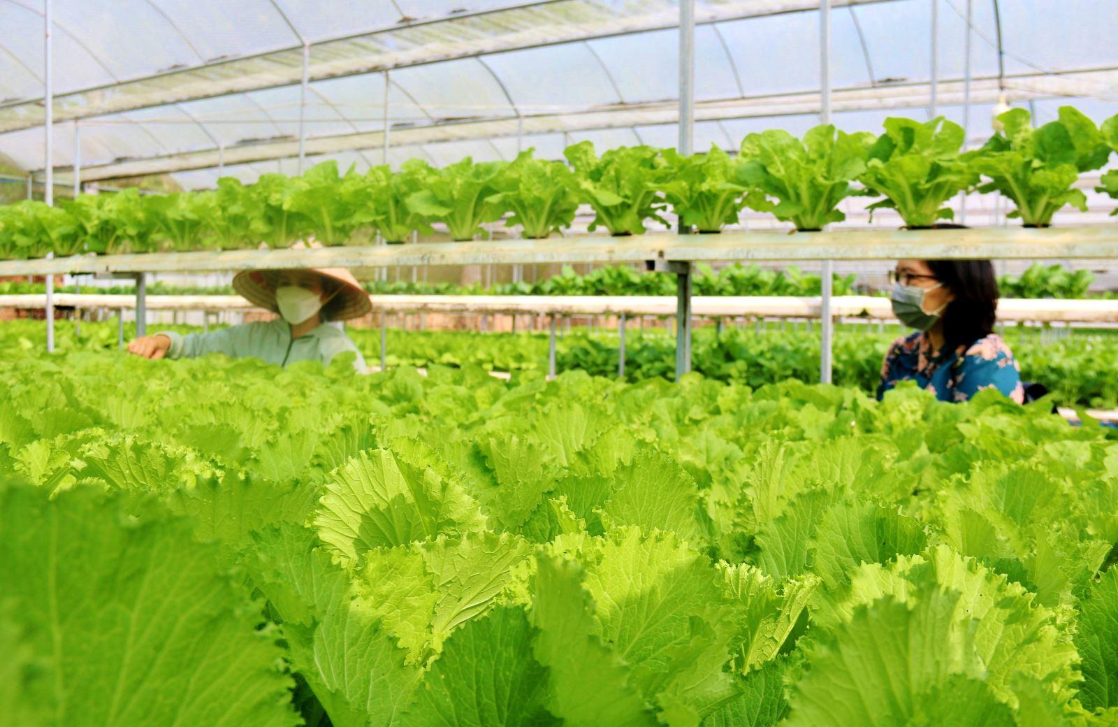 Xây dựng nông thôn mới thông minh