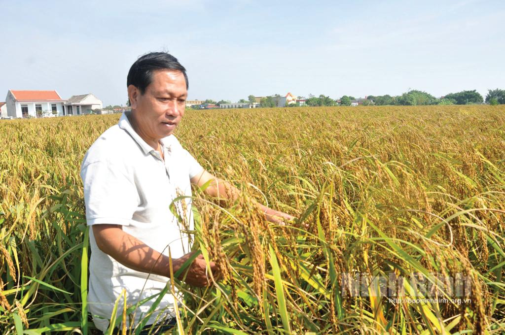 Chuyện về lúa Nếp hạt Cau