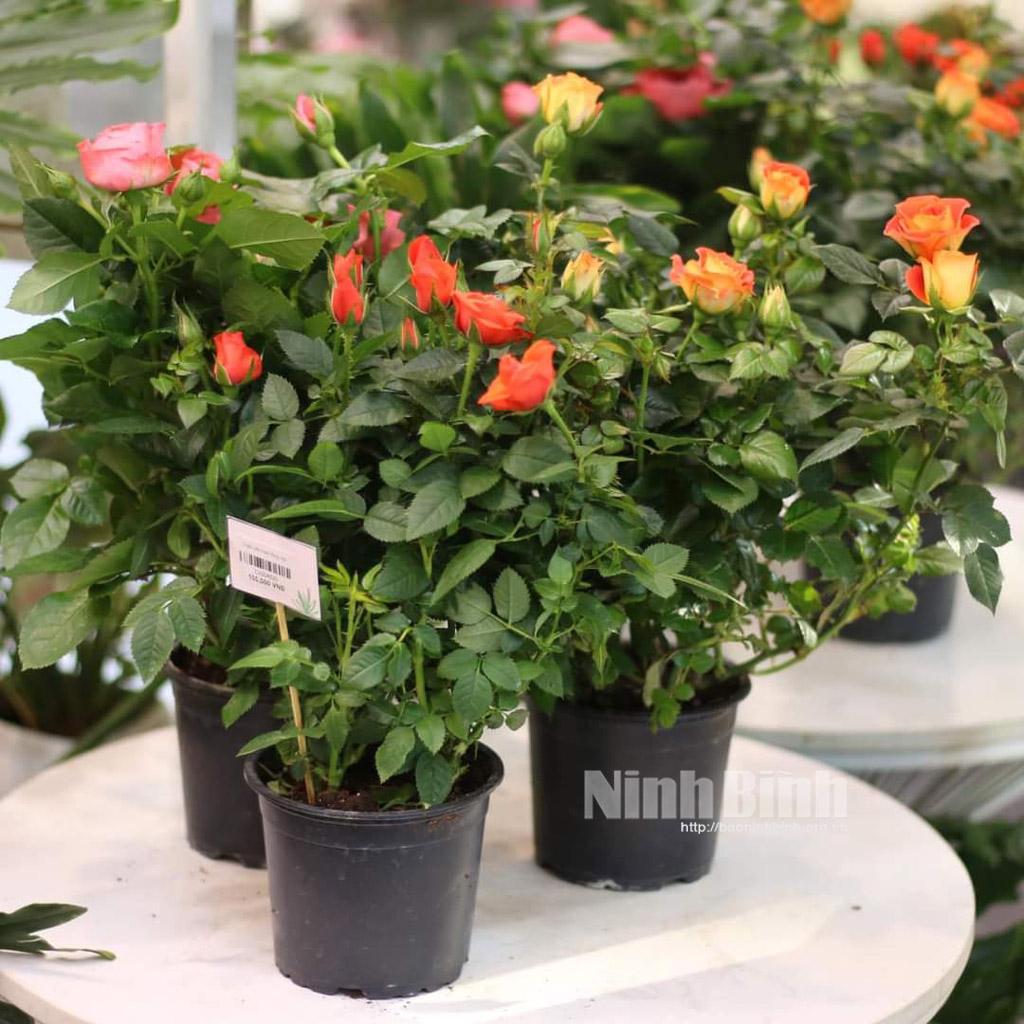 Đa dạng quà tặng cho dịp 20/11
