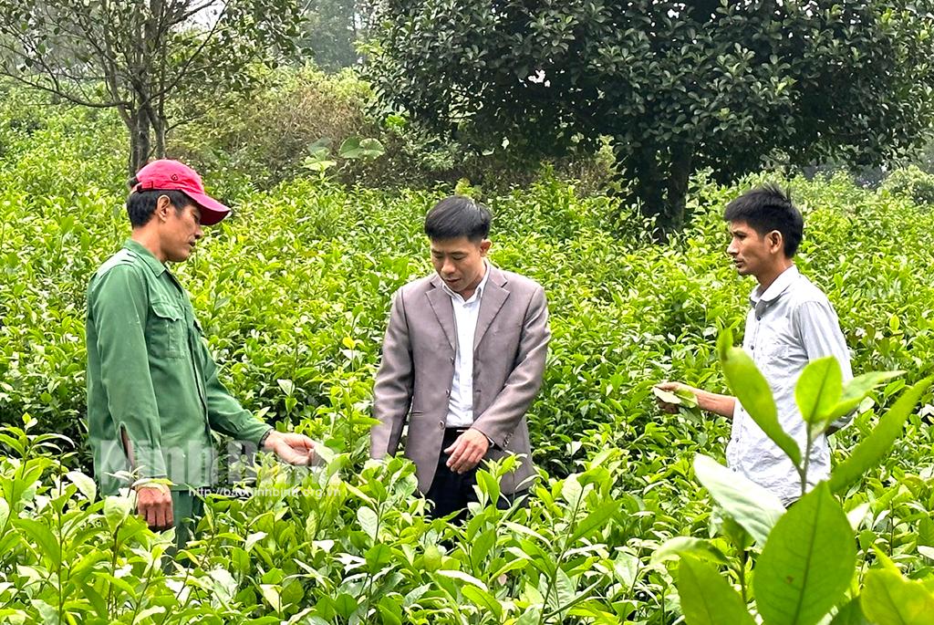 Vực dậy sức sống cho chè Đông Sơn