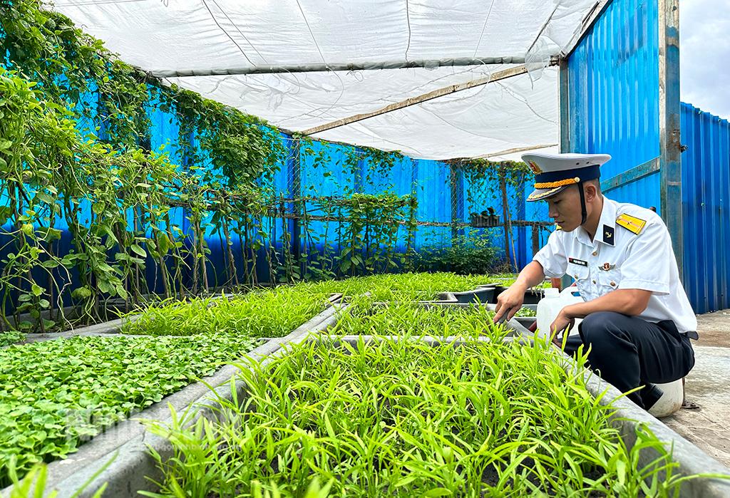 Trồng rau xanh ở Trường Sa