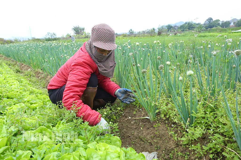 Nông dân "trúng đậm" vụ rau Tết