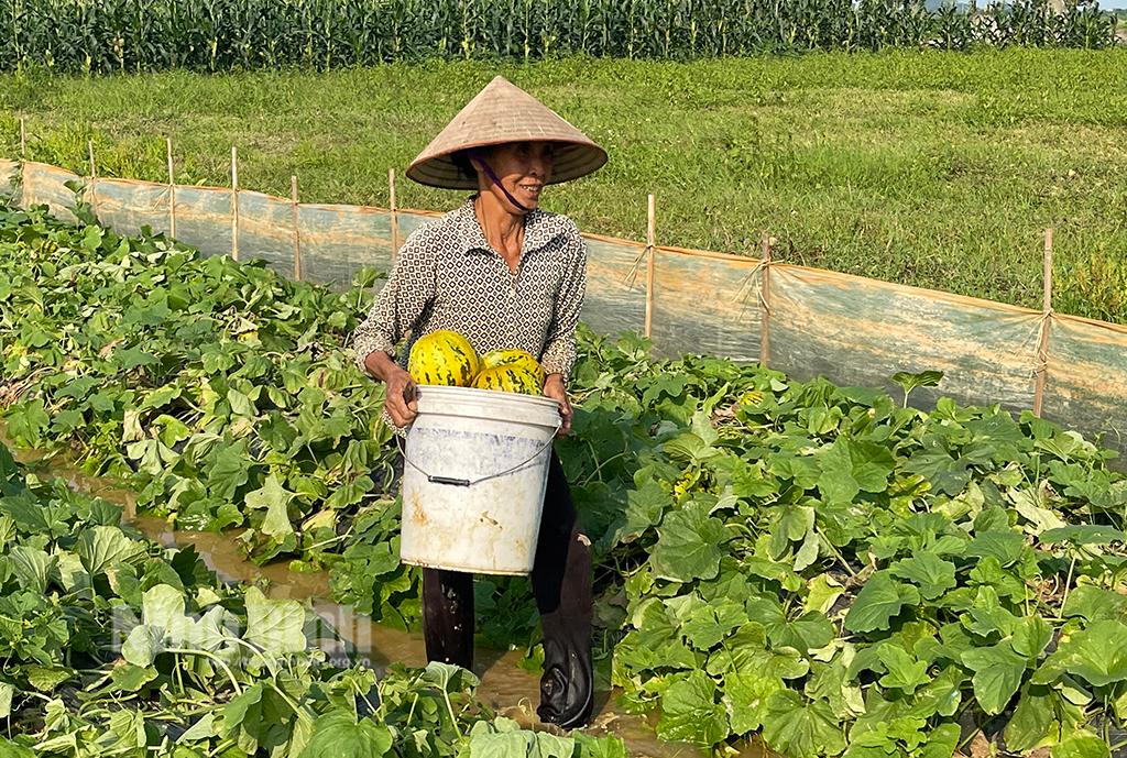 Gia Tiến: Niềm vui được mùa dưa bở