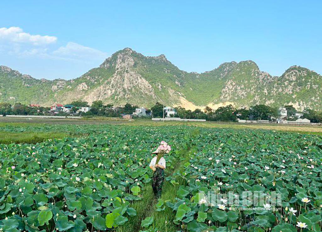 Hoa sen và các sản phẩm từ sen