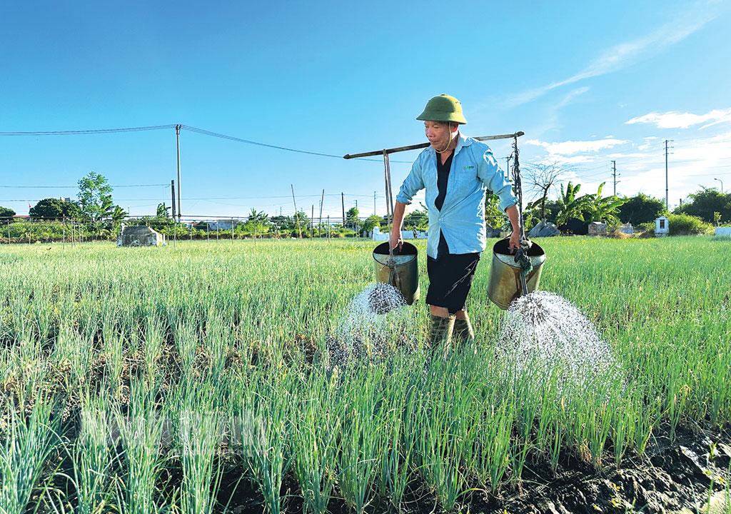 Tập trung chống nóng cho cây trồng