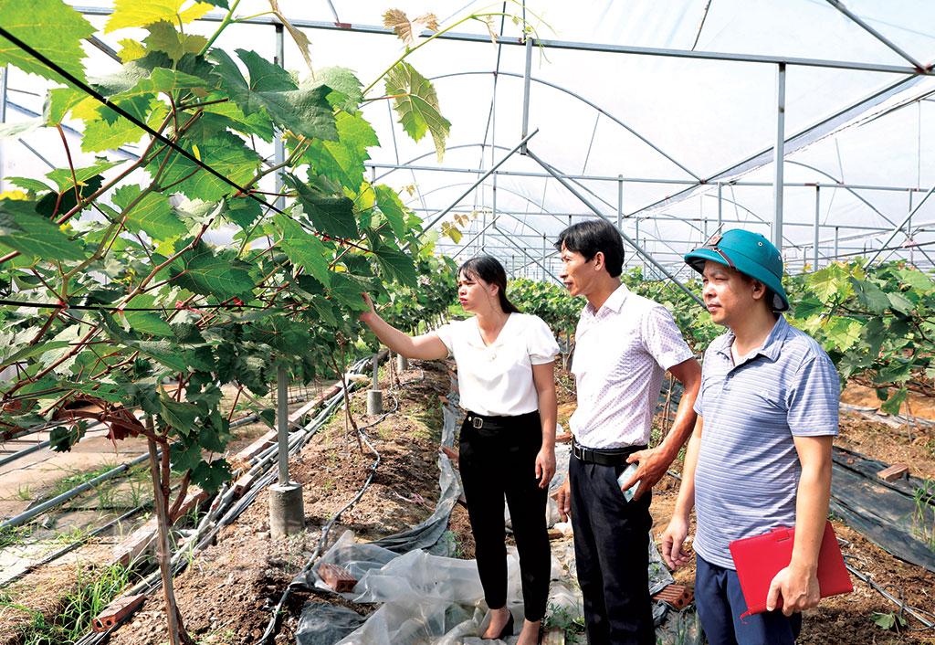 Yên Mô tạo sức bật cho nông nghiệp hữu cơ