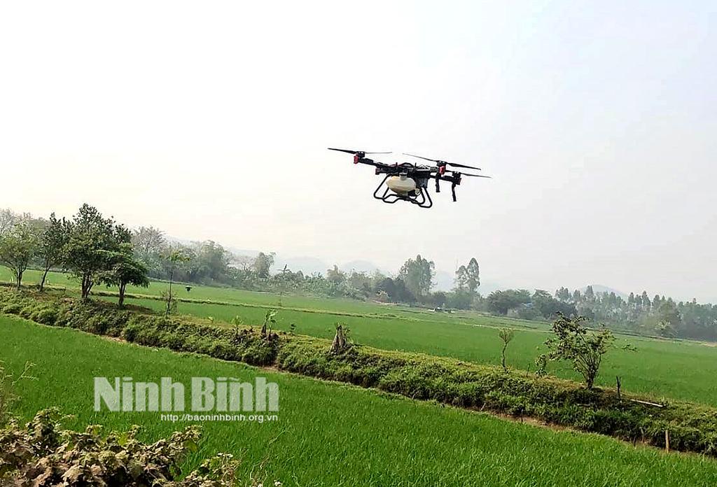 Làm giàu từ việc trồng lúa thời 4.0