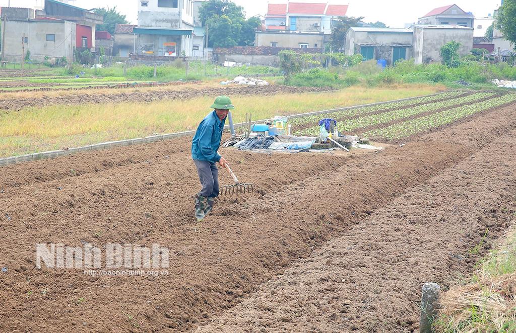 Toàn tỉnh trồng được gần 1.000 ha cây vụ Đông