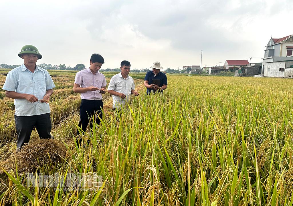 Yên Khánh: Rộn ràng ngày mùa