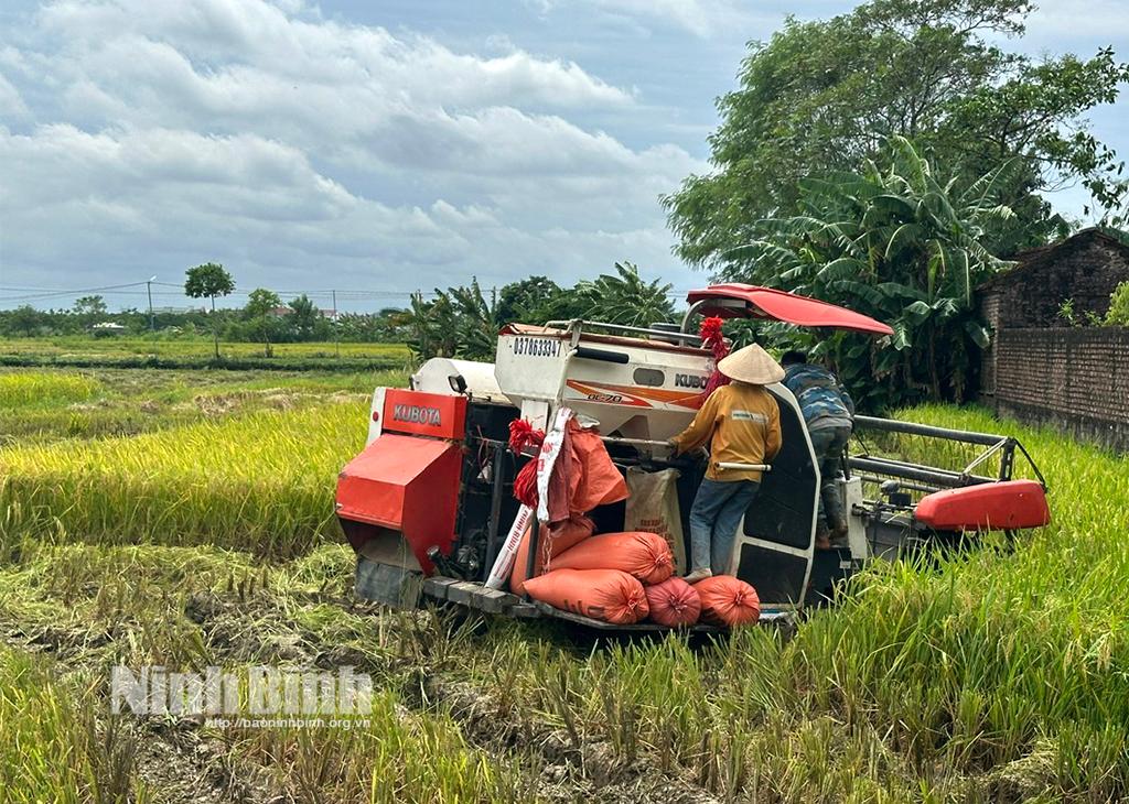 Toàn tỉnh đã thu hoạch trên 1.100 ha lúa Mùa