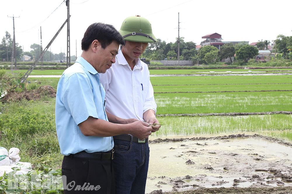Kim Bảng vào vụ mới