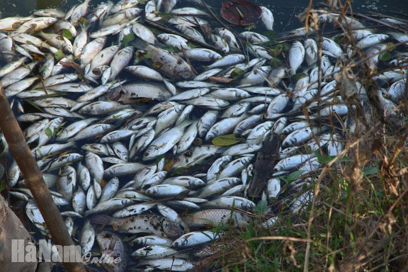 Nước sông Châu ô nhiễm nặng, cá quây chết trắng mặt sông