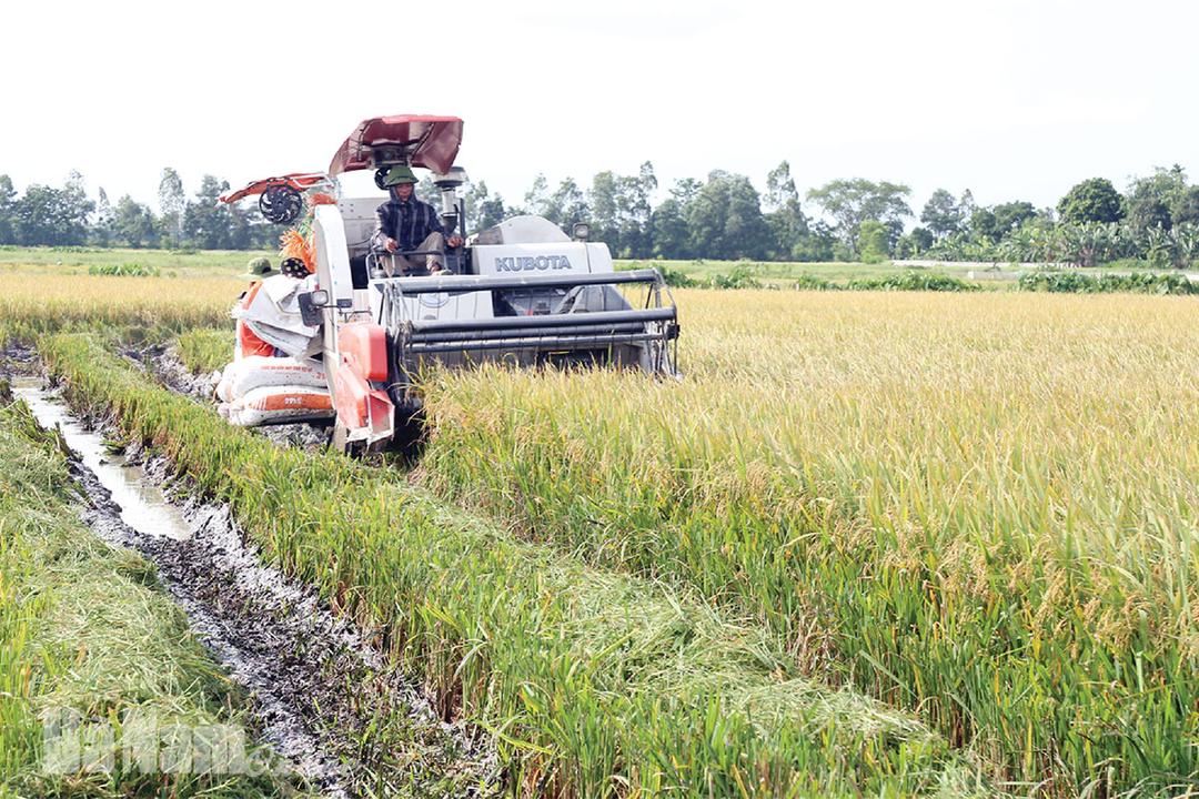 Hà Nam được mùa lúa xuân