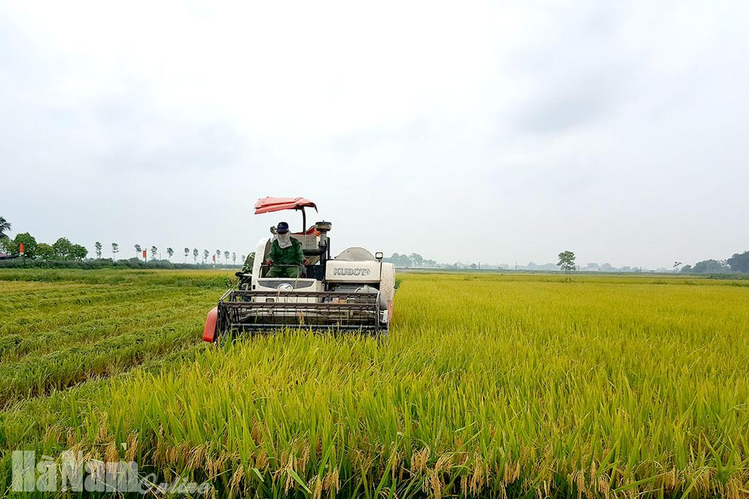 Niềm vui mùa gặt