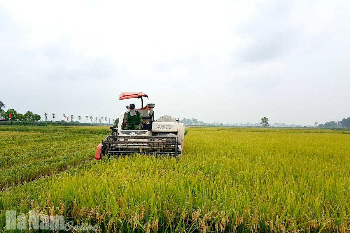 Niềm vui mùa gặt