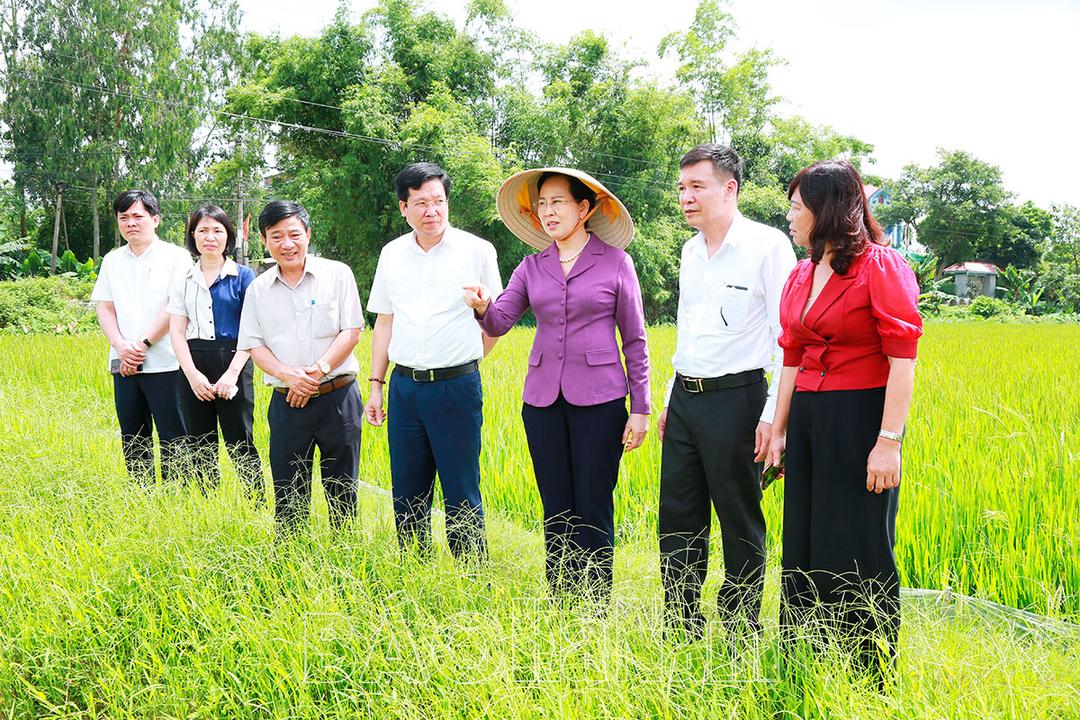 Thường trực Tỉnh ủy làm việc với nhà đầu tư về khảo sát, nghiên cứu, sản xuất giống lúa năng suất, chất lượng cao