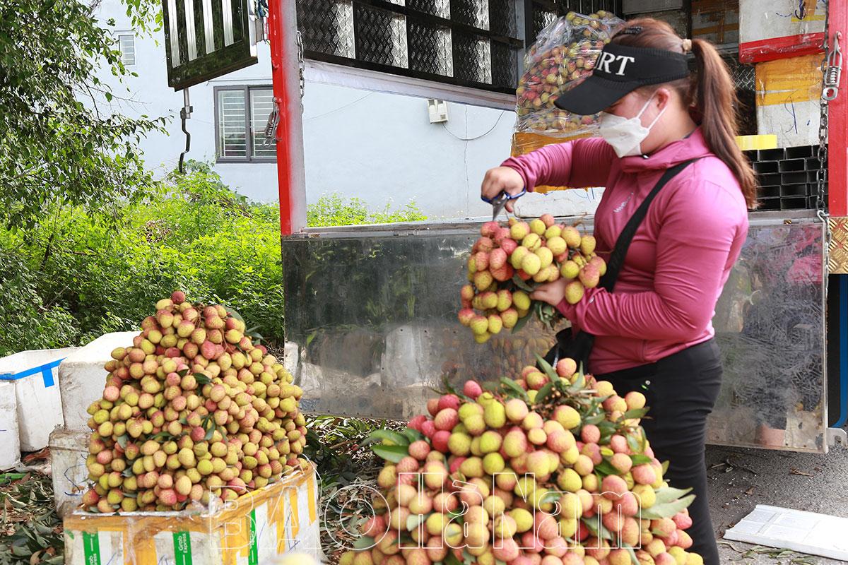 Nguyễn Úy mở rộng diện tích trồng cây vải u trứng