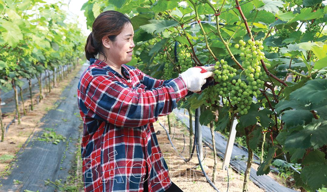 Chuyển đổi cơ cấu cây trồng - Nhìn từ Đồng Du