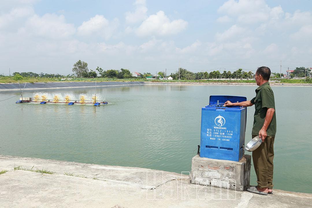 Nuôi cá chép cảnh: Mô hình mới trong nuôi trồng thủy sản