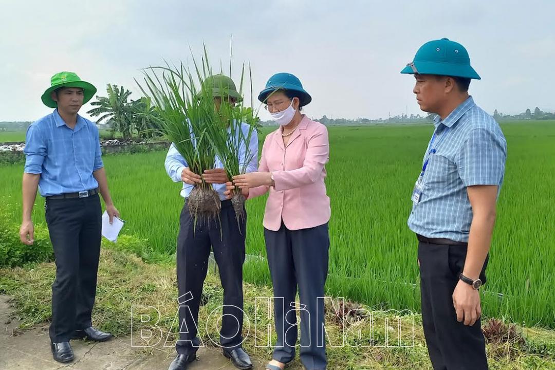 Đồng chí Bí thư Tỉnh ủy Lê Thị Thủy kiểm tra mô hình cấy lúa sử dụng phân bón hữu cơ Nano canxi silic tại xã Liêm Phong