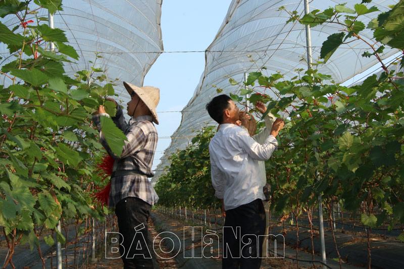 Nông dân Bình Lục với các mô hình phát triển kinh tế