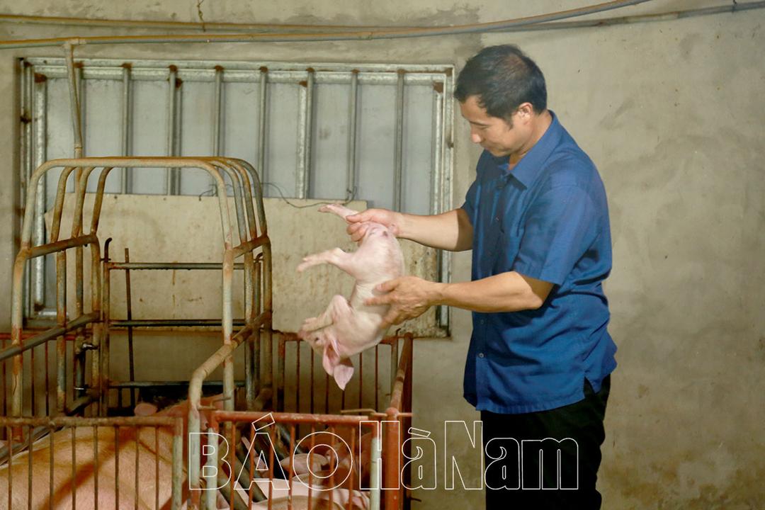 Cơ hội phục hồi và phát triển đàn lợn