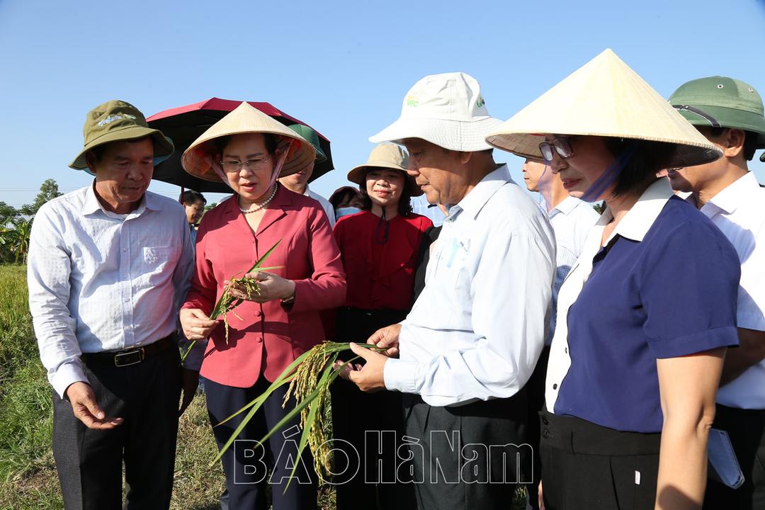 Đồng chí Bí thư Tỉnh ủy Lê Thị Thủy kiểm tra, đánh giá mô hình cấy lúa sử dụng phân bón hữu cơ