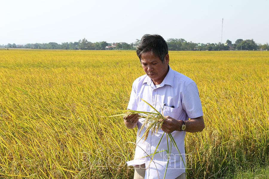 Mở rộng diện tích lúa chất lượng vụ mùa