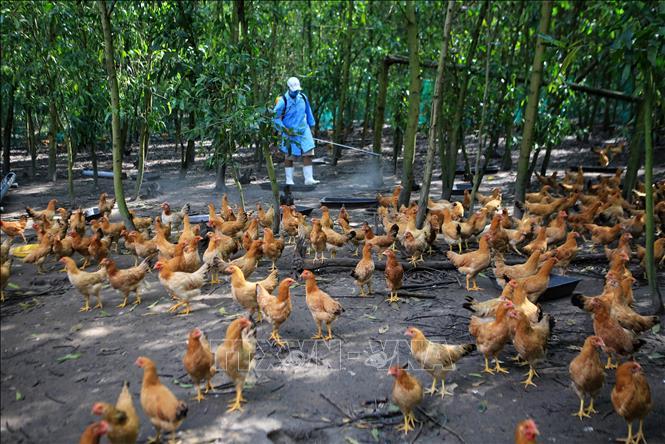 Tiềm ẩn nguy cơ lây nhiễm cúm gia cầm sang người