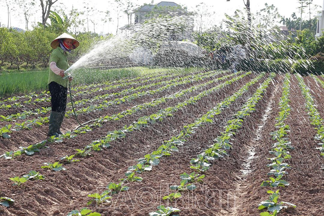 Bình Nghĩa khai thác hiệu quả tiềm năng vùng đất bãi