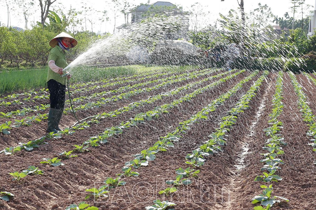 Bình Nghĩa khai thác hiệu quả tiềm năng vùng đất bãi