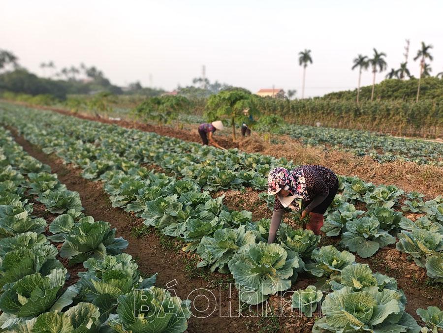 Rau an toàn - Nêu cao trách nhiệm người sản xuất