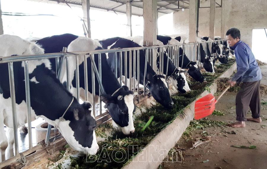 Duy Tiên khuyến khích chăn nuôi bò sữa tập trung