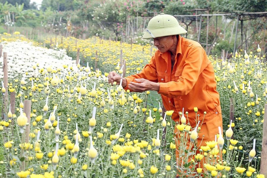 Buồn vui nghề trồng hoa