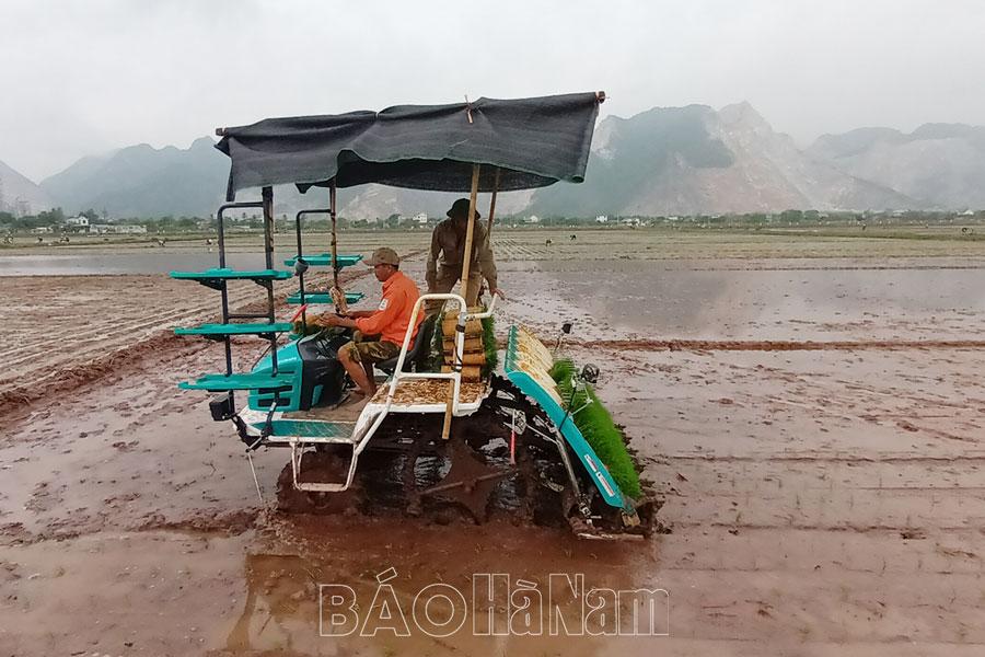 Đưa máy cấy vào đồng ruộng: Hiệu quả là yếu tố quyết định