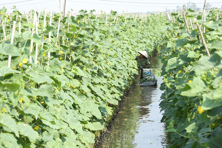 Nhiều sản phẩm vụ đông được giá